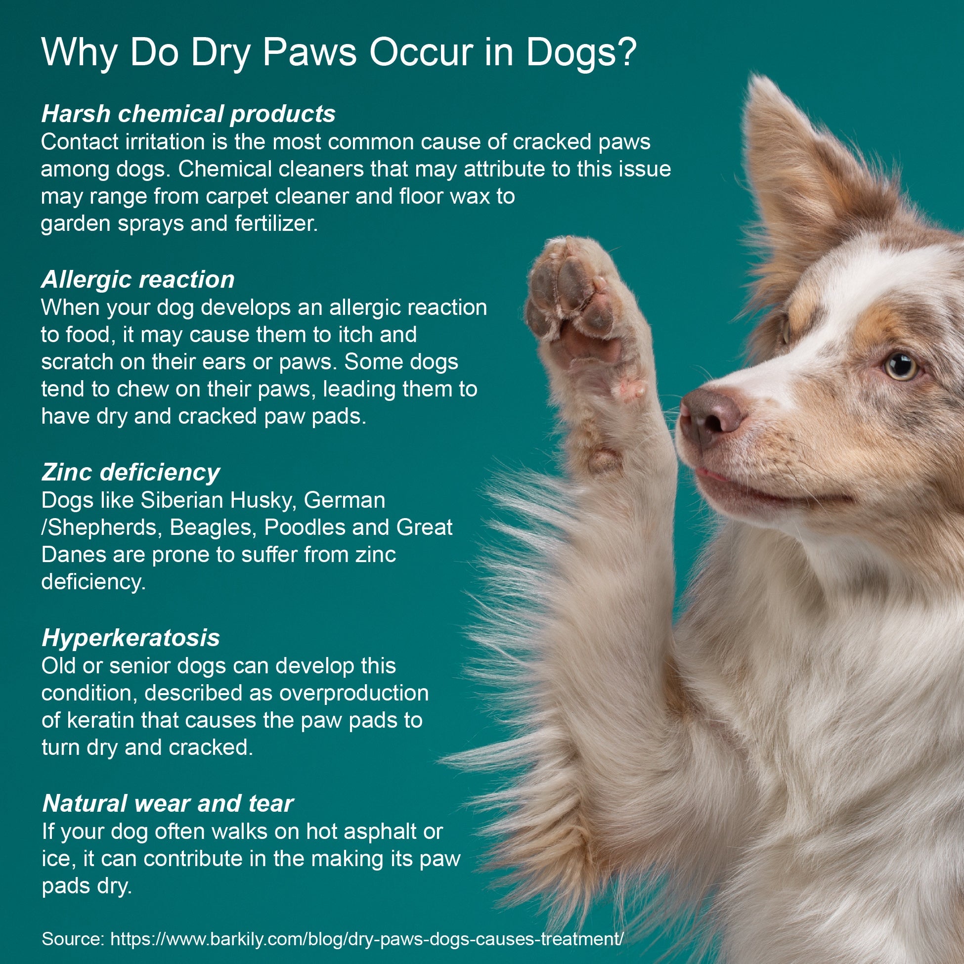 Healing Cream for Dogs with Dry, Irritated & Itchy Skin | Fast-Absorbing Pet Skin Relief | 2 oz